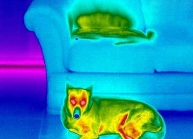 Termograferet Hund